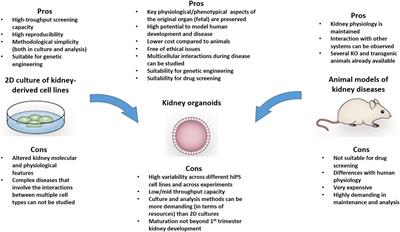 Kidney Organoids as Disease Models: Strengths, Weaknesses and Perspectives